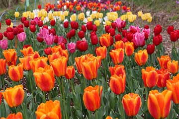 【お花見ローカル線🚞&桜・菜の花・チューリップの競演🌷/新宿・池袋発】桜のトンネル「わたらせ渓谷鐵道」と「赤城南面千本桜🌸」2
